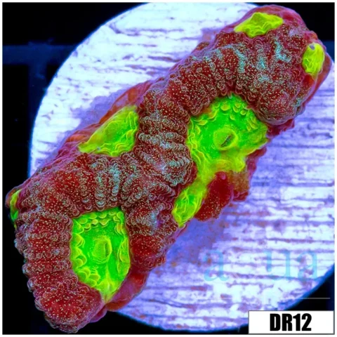 Acid Pools Favia