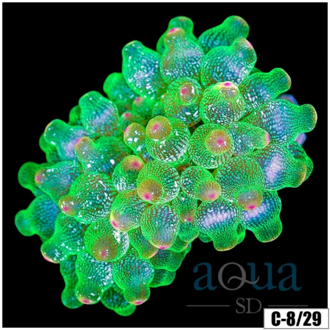 Acid Wash Bubble Tip Anemone Multiples Available