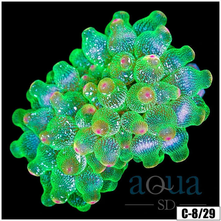Acid Wash Bubble Tip Anemone Multiples Available