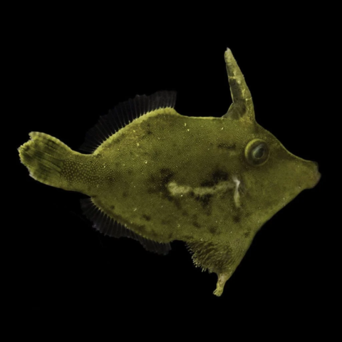Aiptasia Eating/Green Filefish Bali