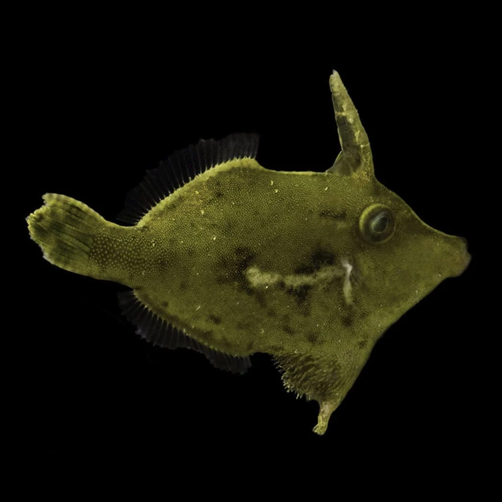 Aiptasia Eating/Green Filefish Bali