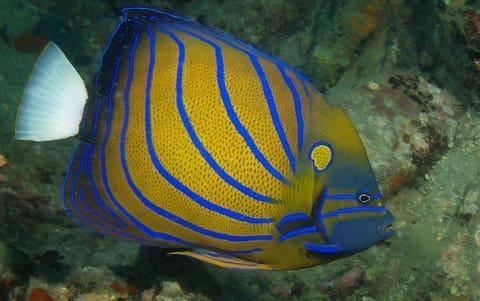 Annularis Angel