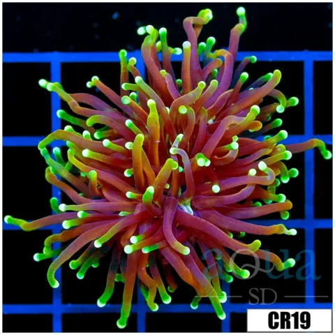 ASD Dragon Soul Torch Multiples Available