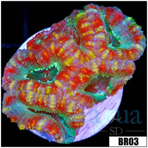 ASD Fruity Pebbles Acan Lord