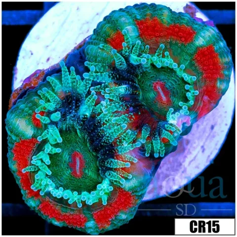 ASD Fruity Pebbles Acan Lord
