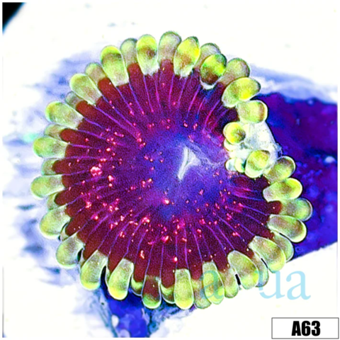 ASD Galaxy Flare Zoas