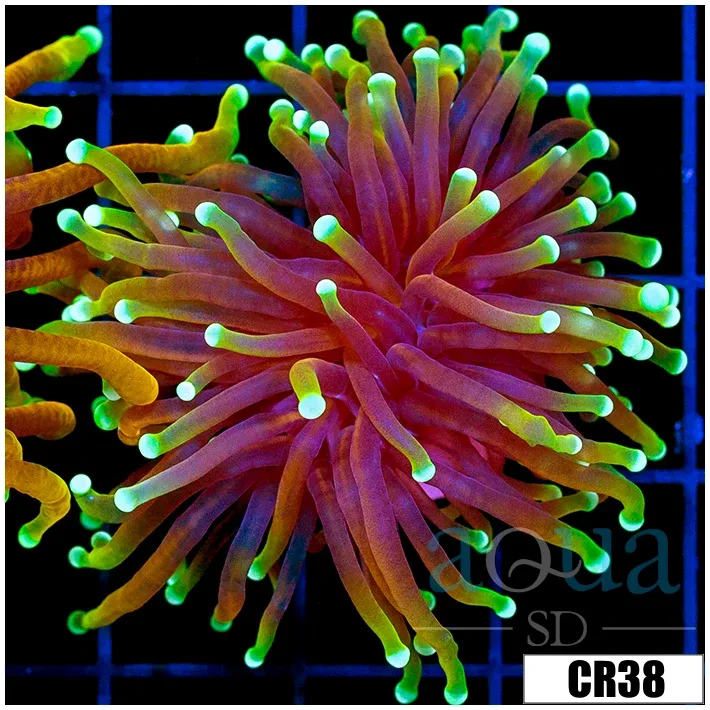 ASD Hellfire Torch Multiples Available