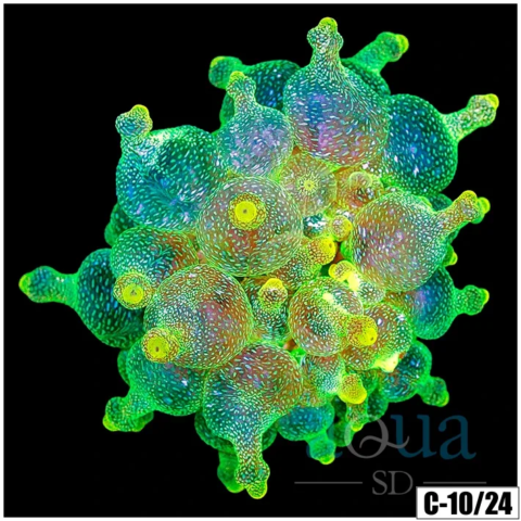 ASD Lemon Lime BTA