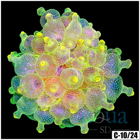 ASD Lemon Lime BTA