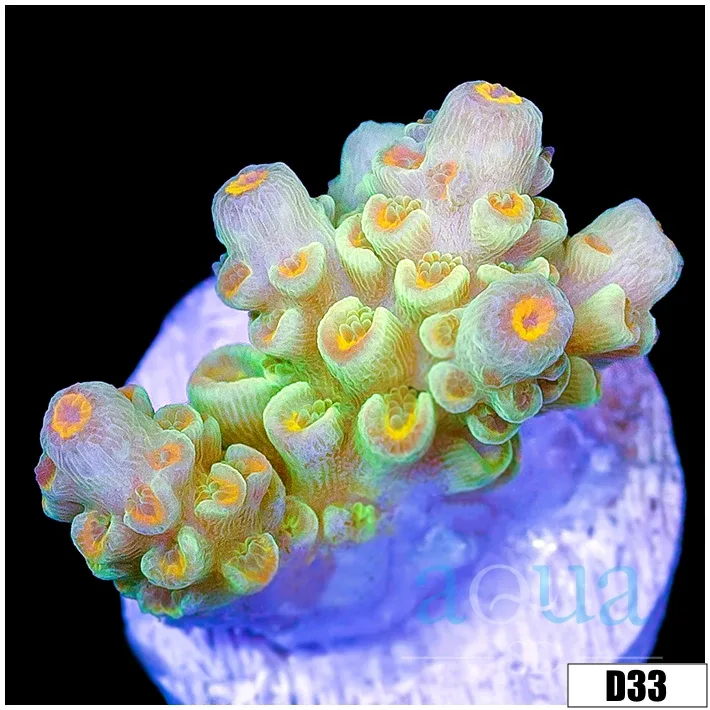ASD Mintcicle Tenuis