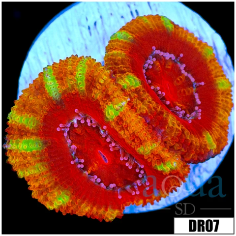 ASD Rainbow Acan Lord