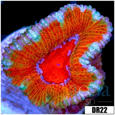 ASD Rainbow Acan Lord