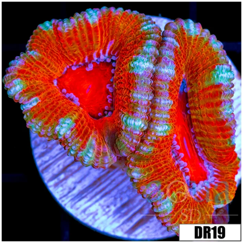 ASD Rainbow Acan Lord