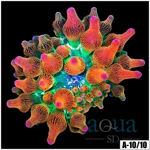 ASD Rainbow Bubble Tip Anemone (2 Inch)