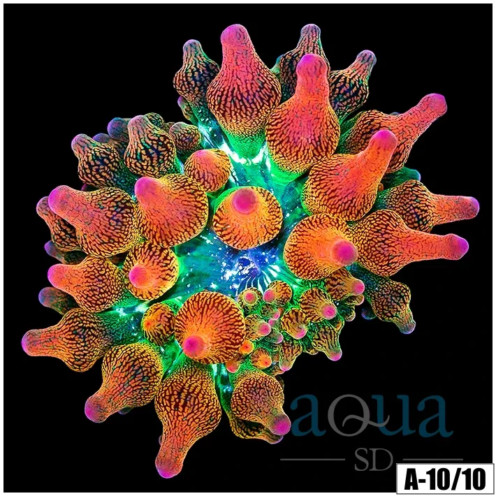 ASD Rainbow Bubble Tip Anemone (2 Inch)