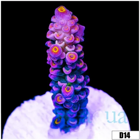 ASD Rainbow Tenuis Acropora