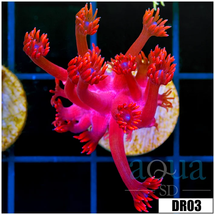 ASD Red Goniopora