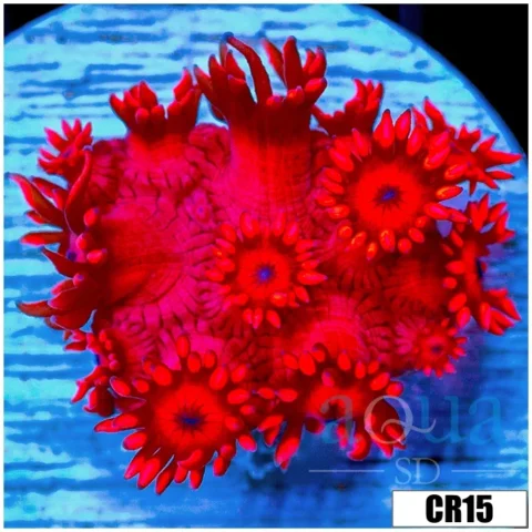 ASD Red Goniopora