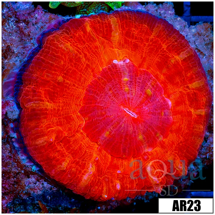 ASD Red Scolymia
