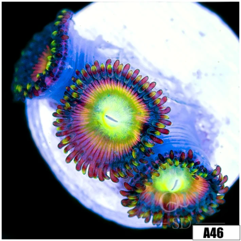 ASD Sweet Tooth Zoas