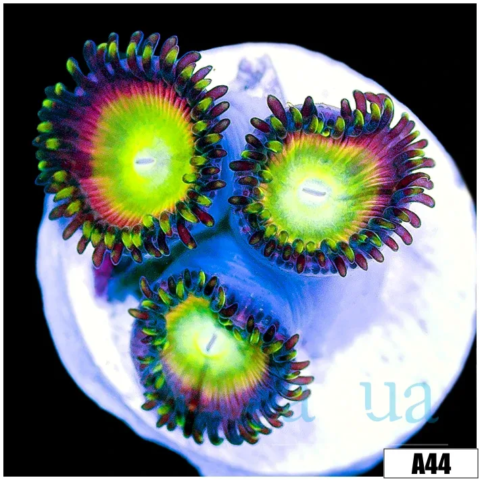 ASD Sweet Tooth Zoas