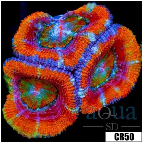 ASD Ultra Rainbow Acan Lord