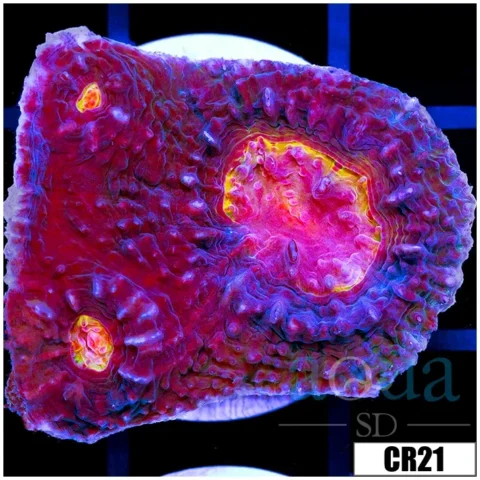 ASD Volcano Melt Chalice