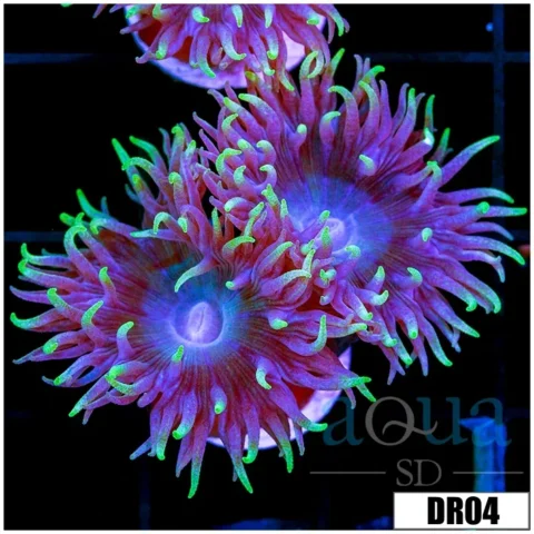 Aussie Blue Duncan Multiples Available