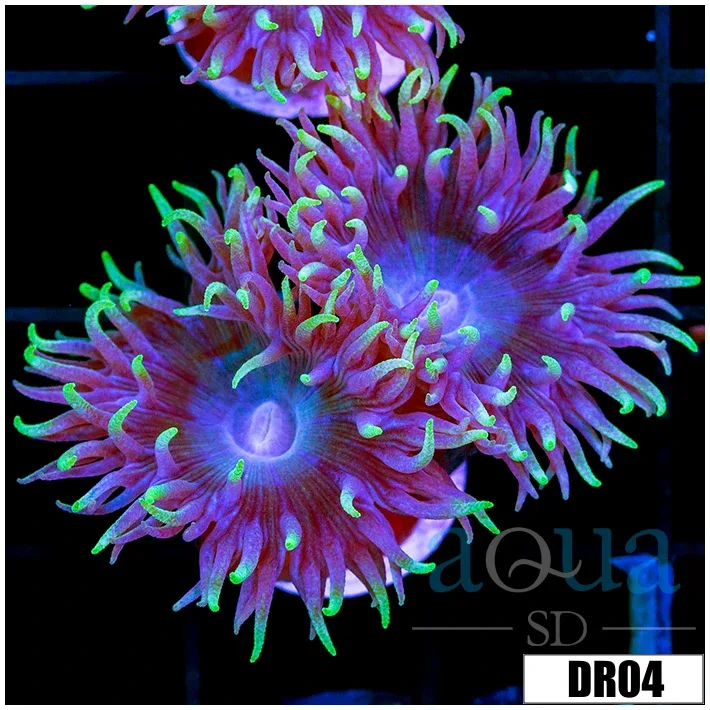Aussie Blue Duncan Multiples Available