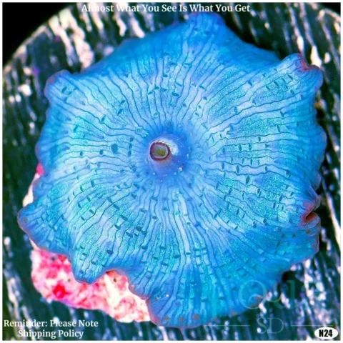 Aussie Blue Mans Discosoma Mushroom Multiples Available