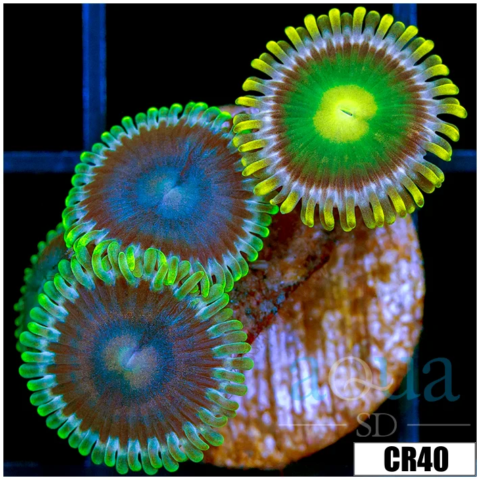 Aussie Combo Zoas