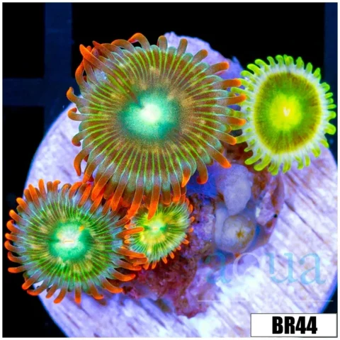 Aussie Combo Zoas