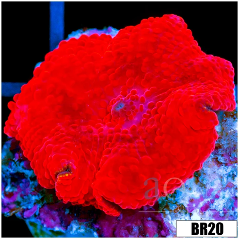 Aussie Deadpool Discosoma