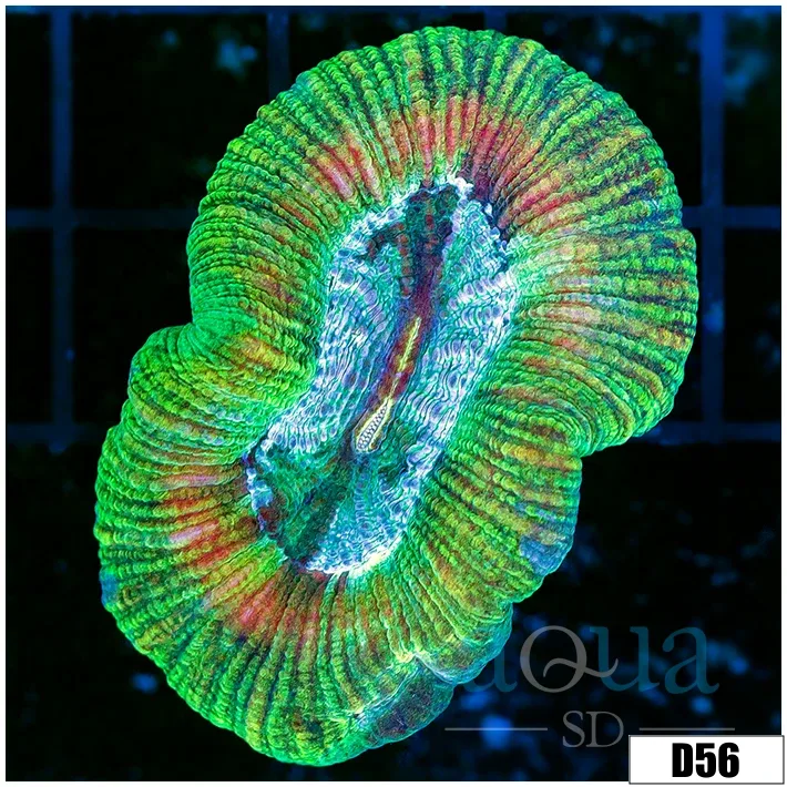 Aussie Gold Ring Trachy