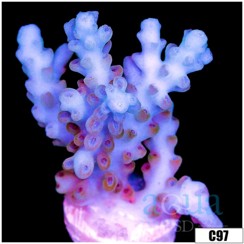 Aussie Ice Tort Acropora