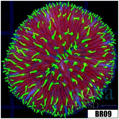 Aussie Joker Plate Coral