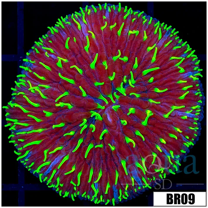 Aussie Joker Plate Coral