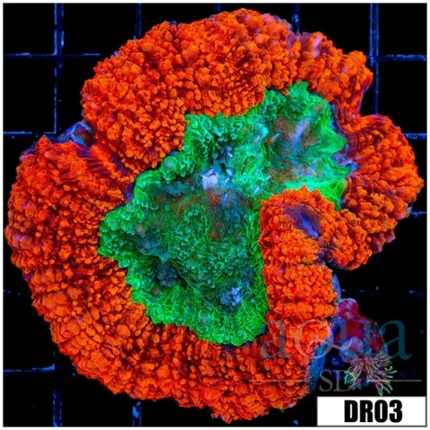 Aussie Lava Rim Symphyllia