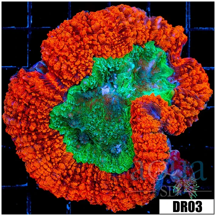 Aussie Lava Rim Symphyllia