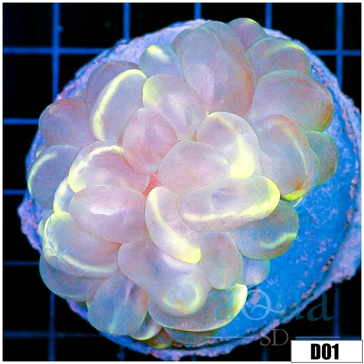 Aussie Mint Patch Bubble Coral