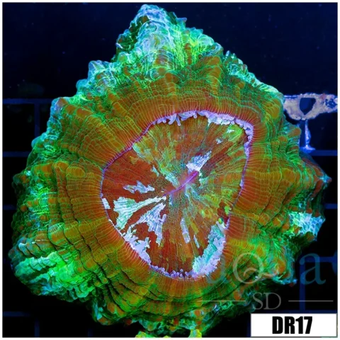 Aussie Nuclear Acantho