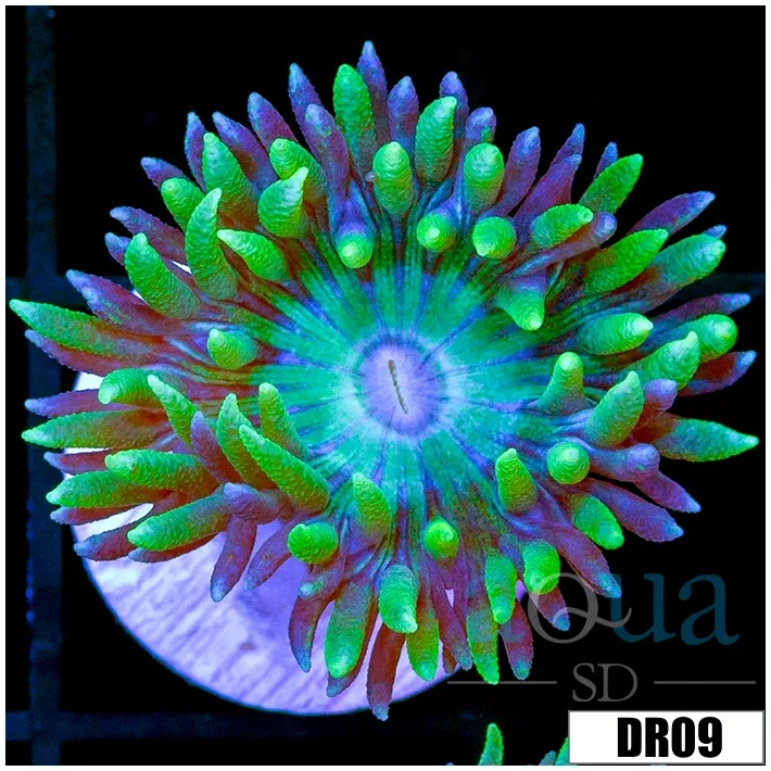 Aussie Nuclear Duncan Multiples Available