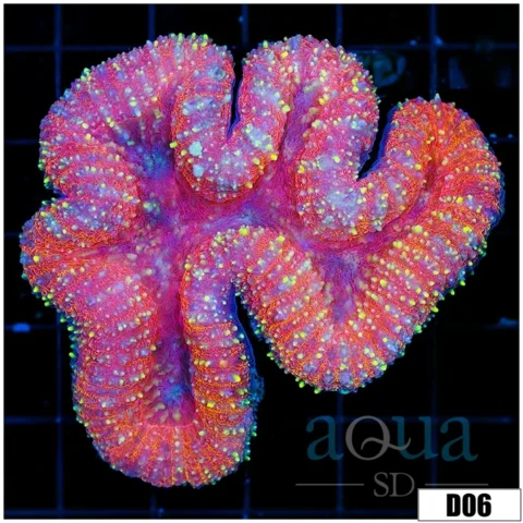 Aussie Pink Symphyllia