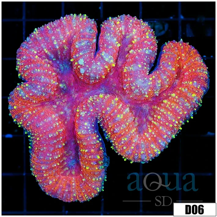 Aussie Pink Symphyllia
