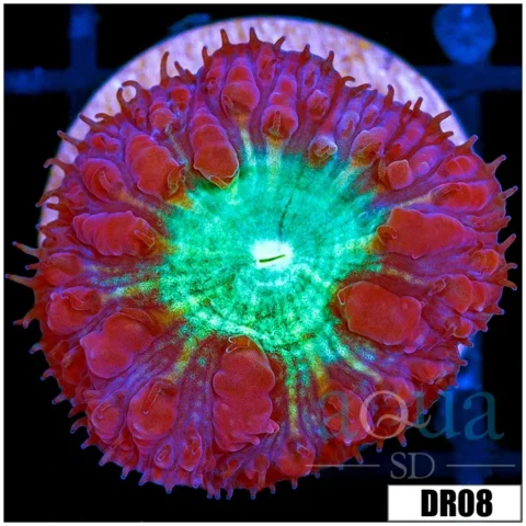 Aussie Purple Rim Blasto Wellsi