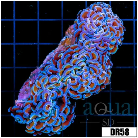 Aussie Wall Hammer Colony