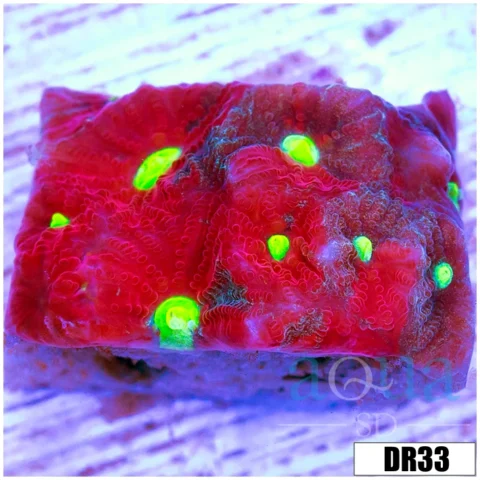 Aussie War Coral Favia