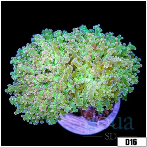Avocado Frogspawn