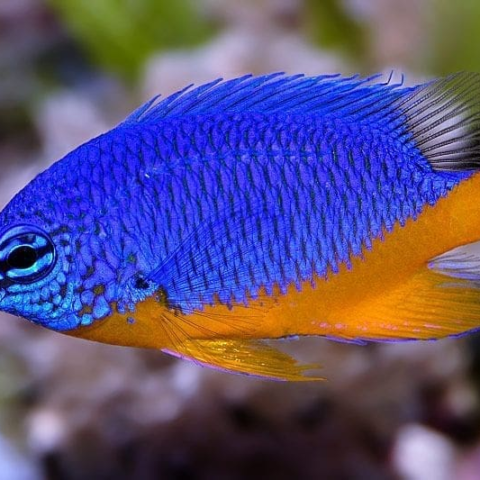 Azure (Kupang) Damsel