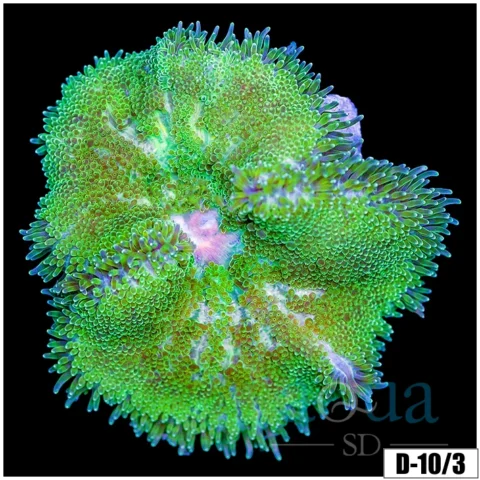 Baby Matenensis Carpet Anemone